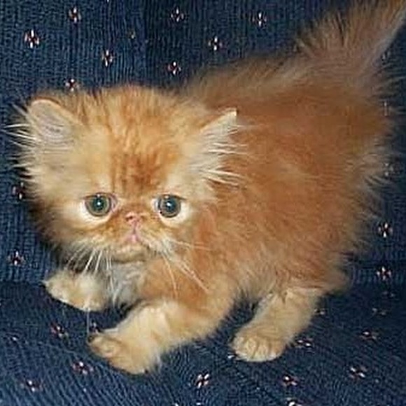 Meet your Posher, Kym - Picture 1 of 1